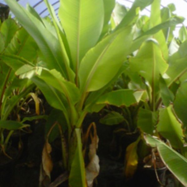 Bananenbomen
