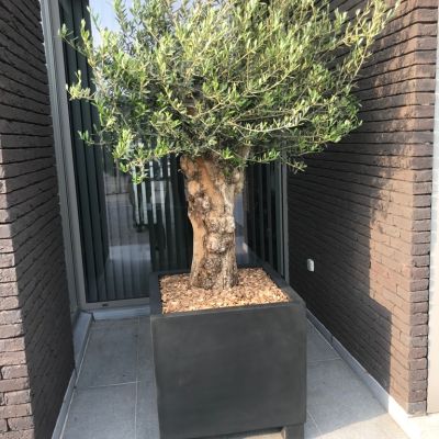 Planten in sierpot
