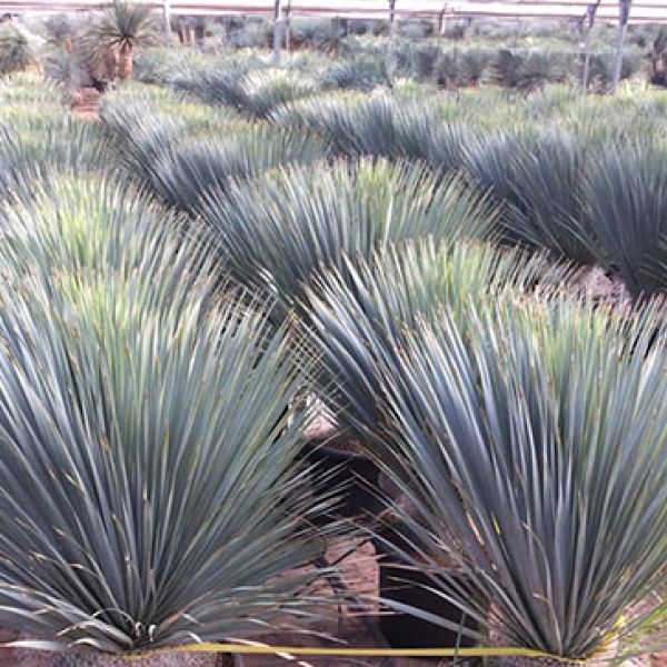 Yucca's, agaven & cactus