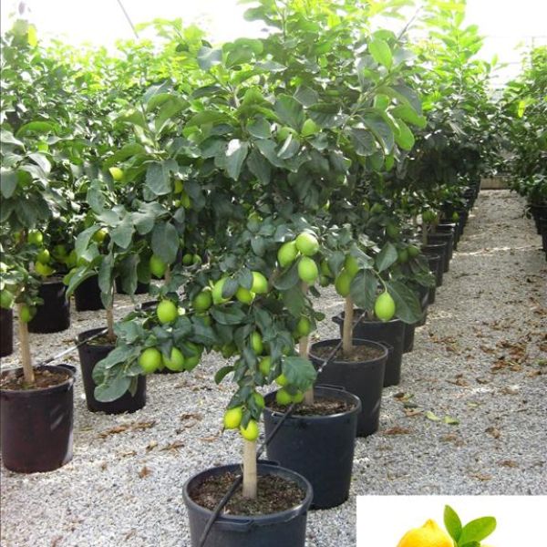 Citrus, limoen & sinaas