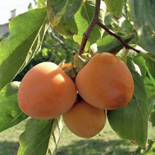 Mediterraan fruit