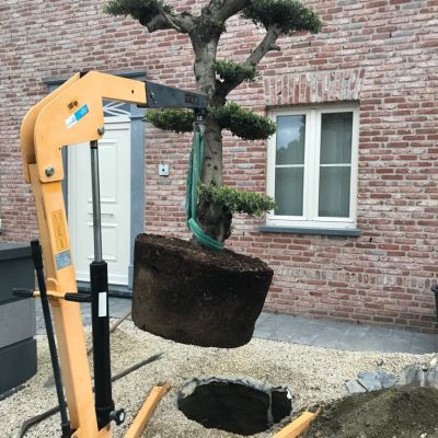 Zo bereidt u uw mediterrane tuin voor op de winter
