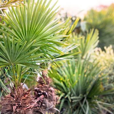 Planten & bomen